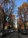 Woman Riding Bicycle on Road Near Between Trees and Parked Cars