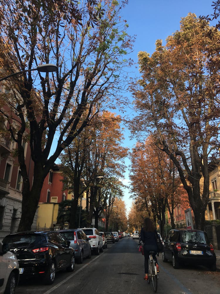 Woman Riding Bicycle On Road Near Between Trees And Parked Cars