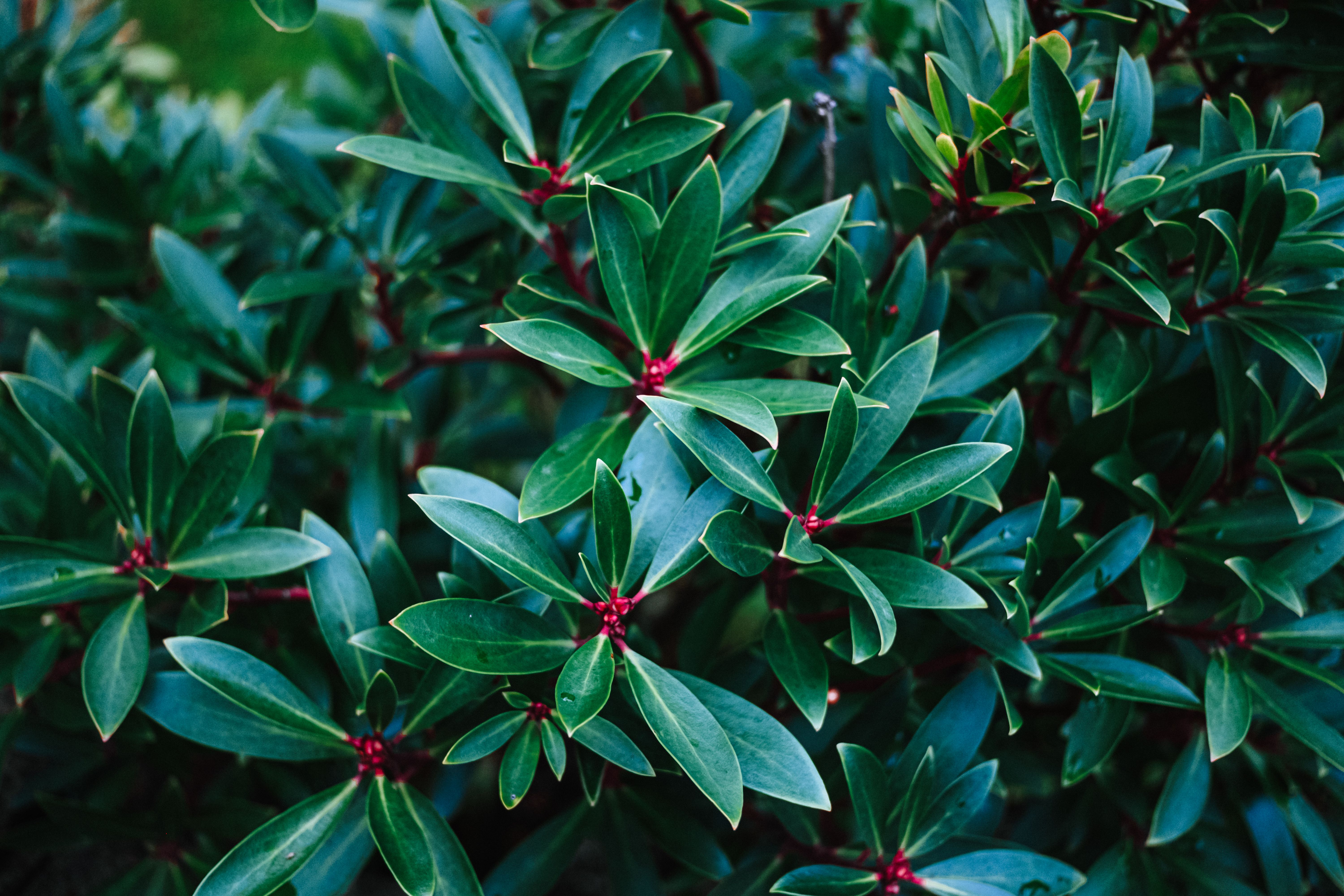 Vibrant Green Foliage of Evergreen Plant · Free Stock Photo