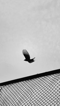 A black-and-white silhouette of a bird flying above a fence, captured in dramatic contrast.