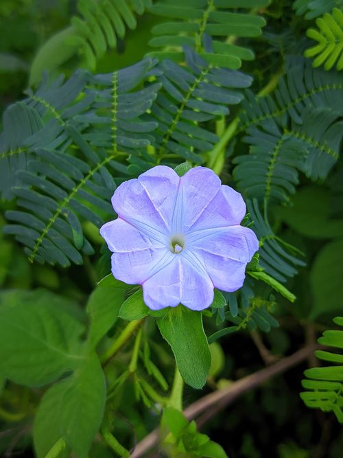 Free Close-up of a vibrant blue flower with intricate petals, surrounded by lush green leaves. Stock Photo