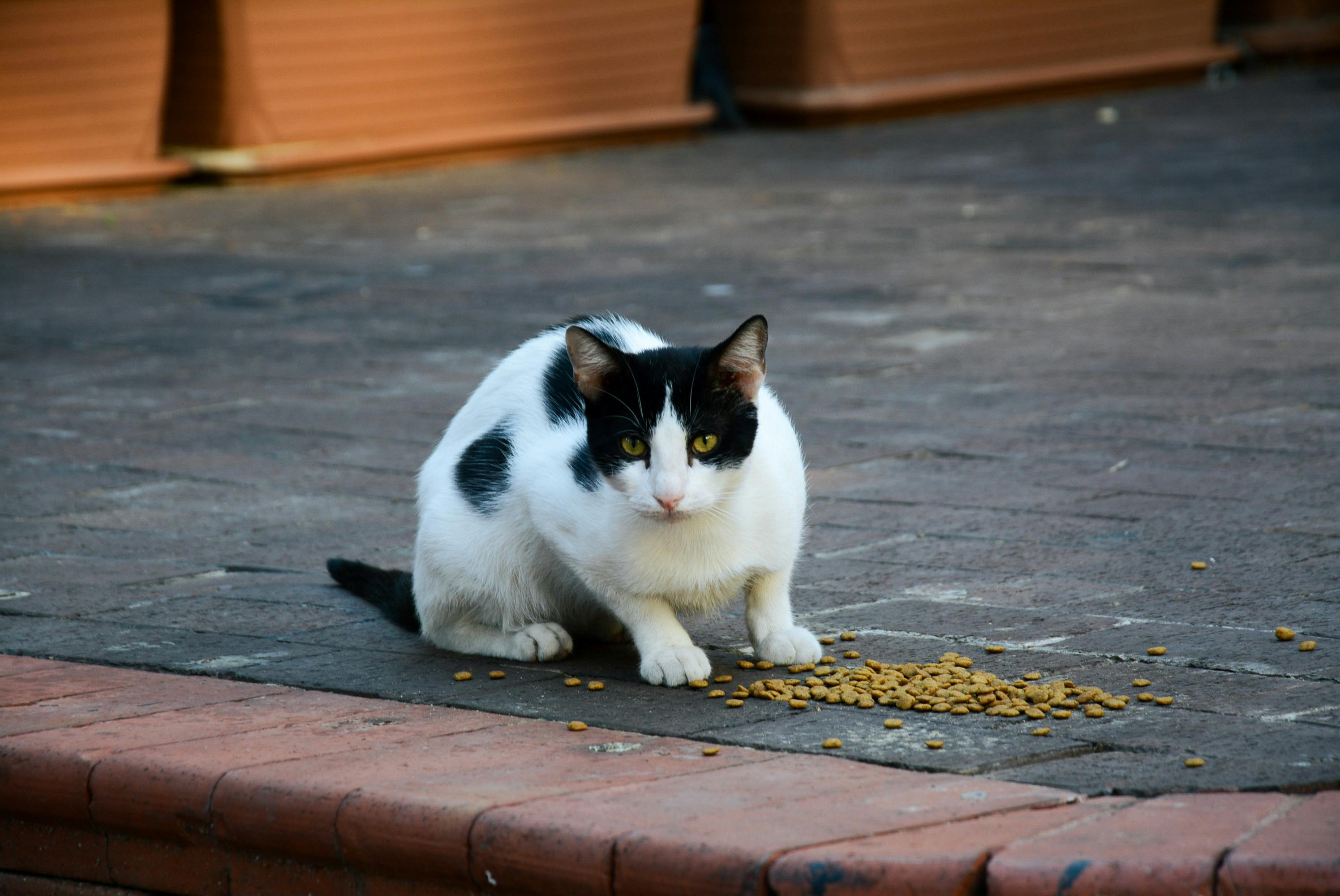 Secretary Cute Photos Download The BEST Free Secretary Cute Stock