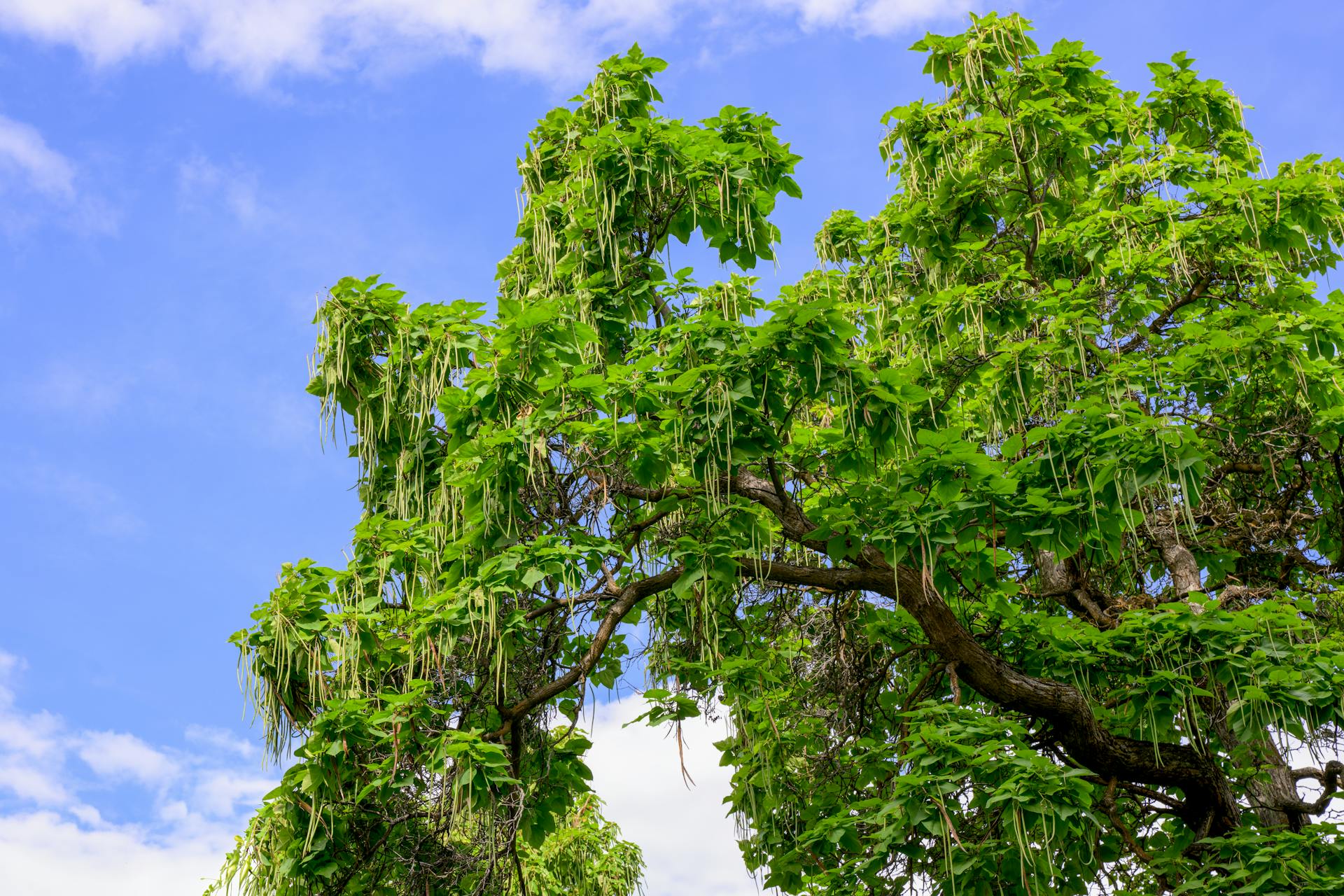 Lush green Catalpa tree with hanging seed pods against a clear sky in Boise, Idaho.