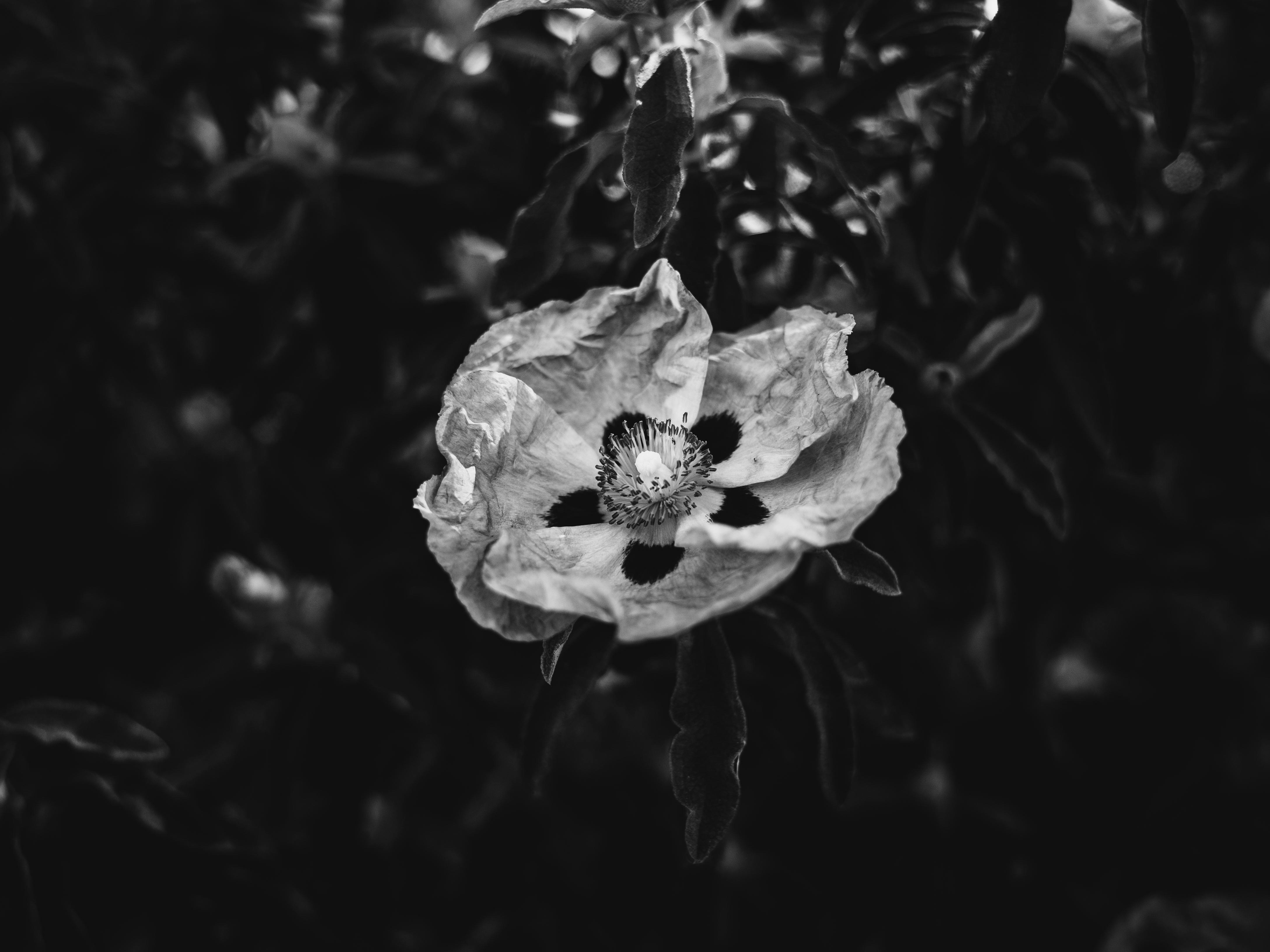 Black and White Rockrose in Natural Setting · Free Stock Photo