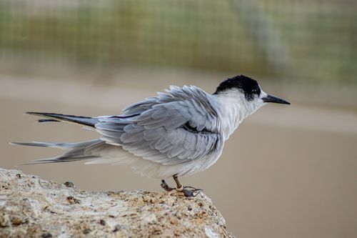 Free Close-up of a slender-billed gull perched on a rocky surface in Khor Kalba, UAE. Stock Photo
