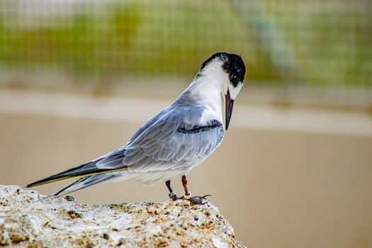 Elegant Tern on Rock in Kalba, UAE