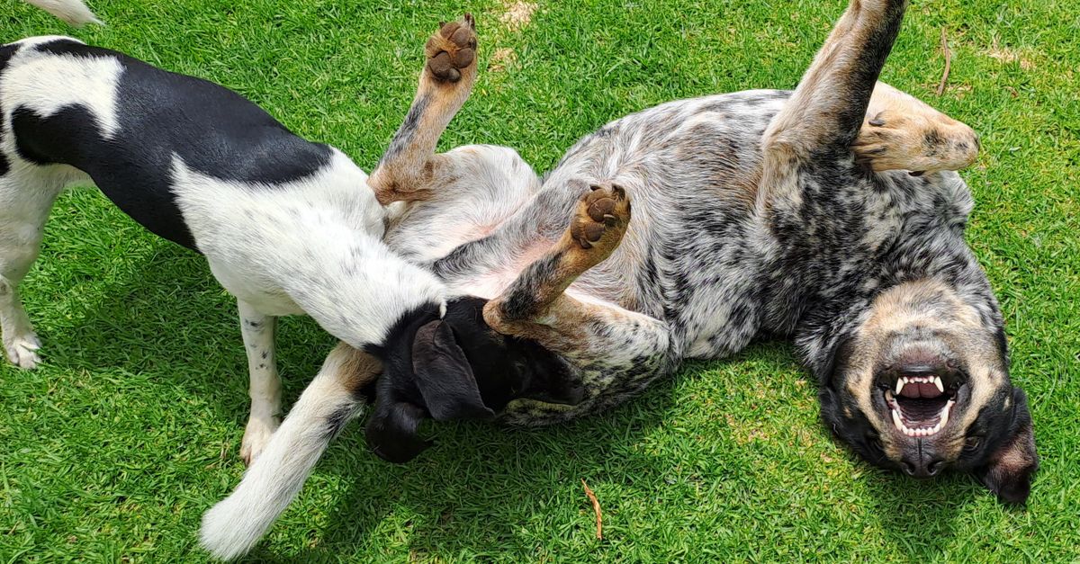 Your Ultimate Guide to Hosting Dogs and Earning Care Credits on Furendly