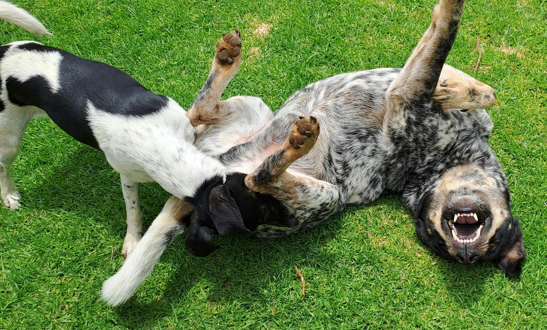 Playful Dogs Rolling on Green Grass Lawn