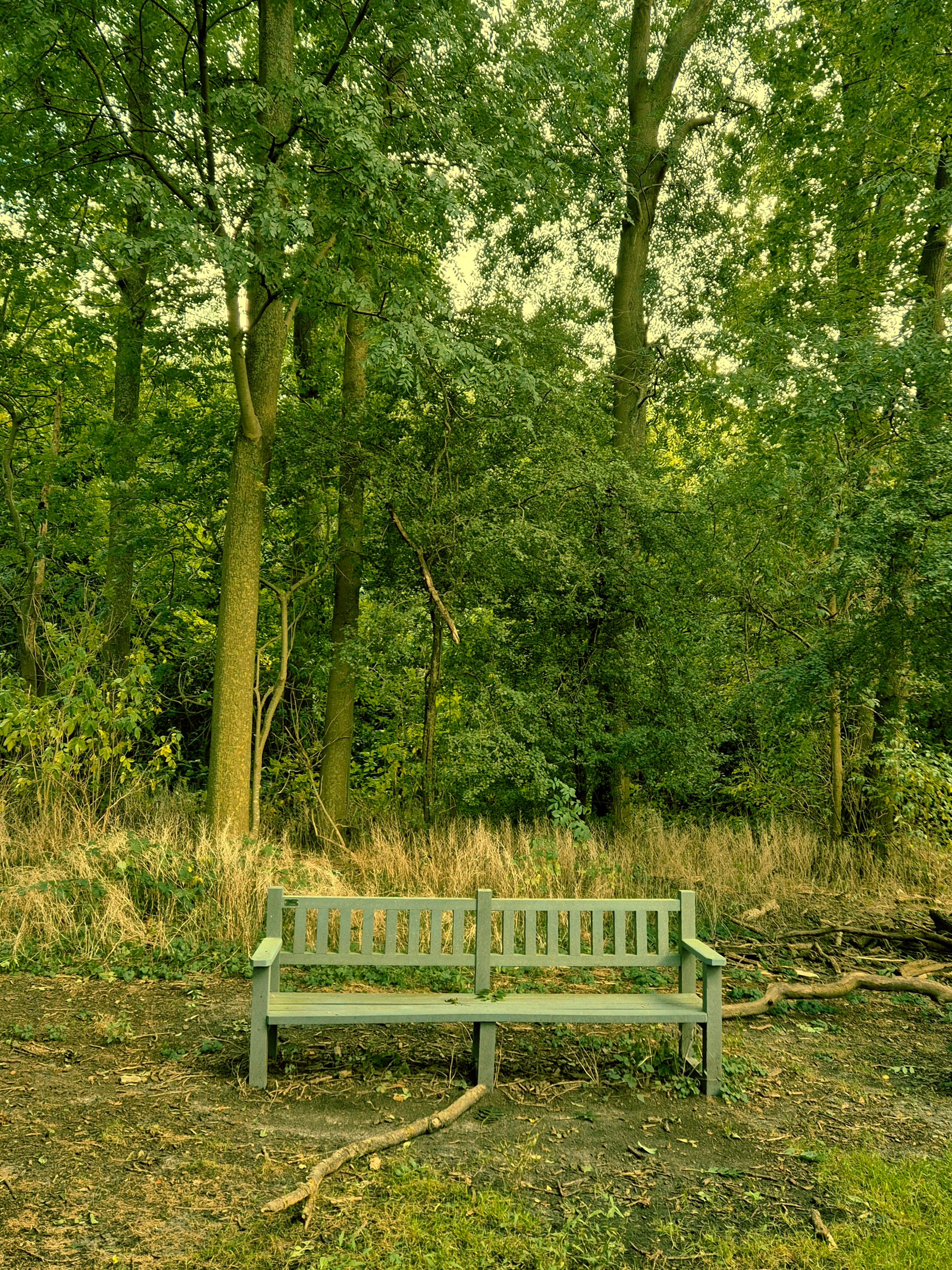 Serene Wooden Bench in Lush Forest Setting · Free Stock Photo