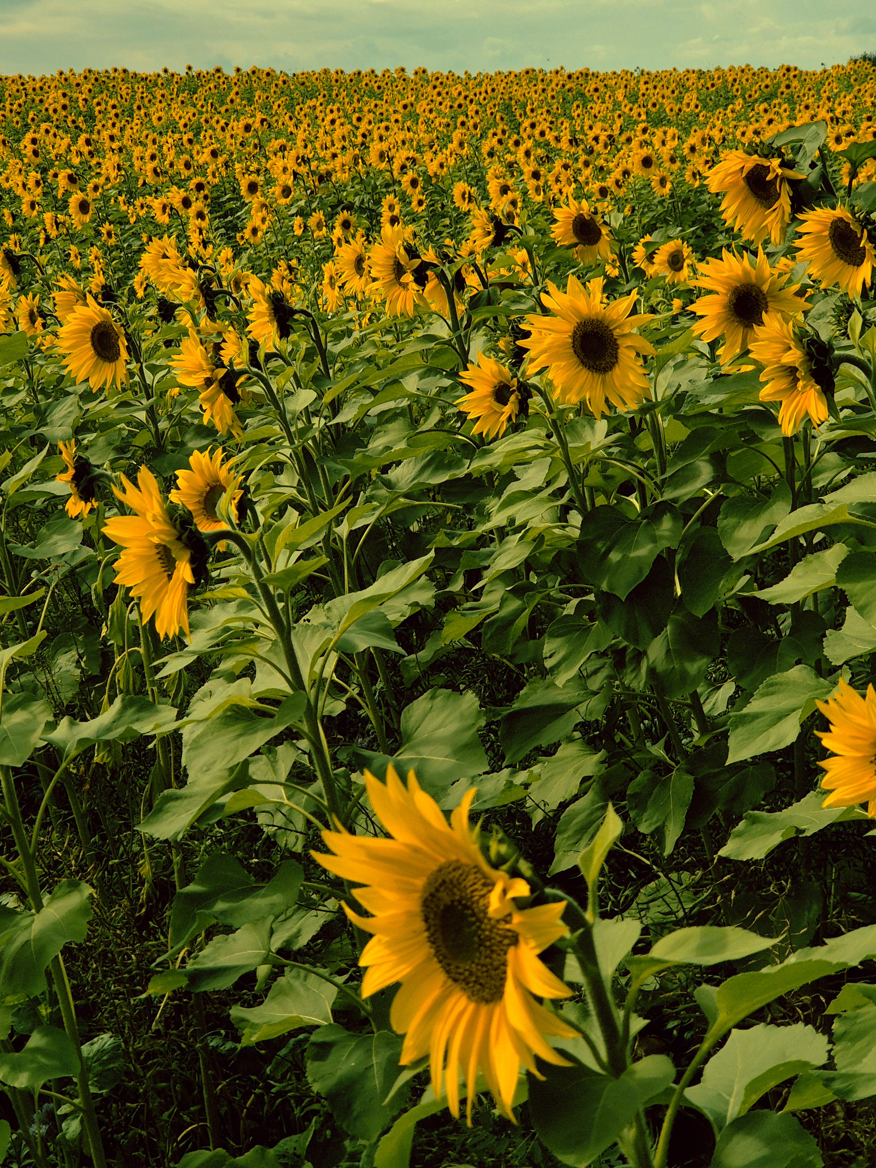 Vast Sunflower Field in Full Bloom · Free Stock Photo