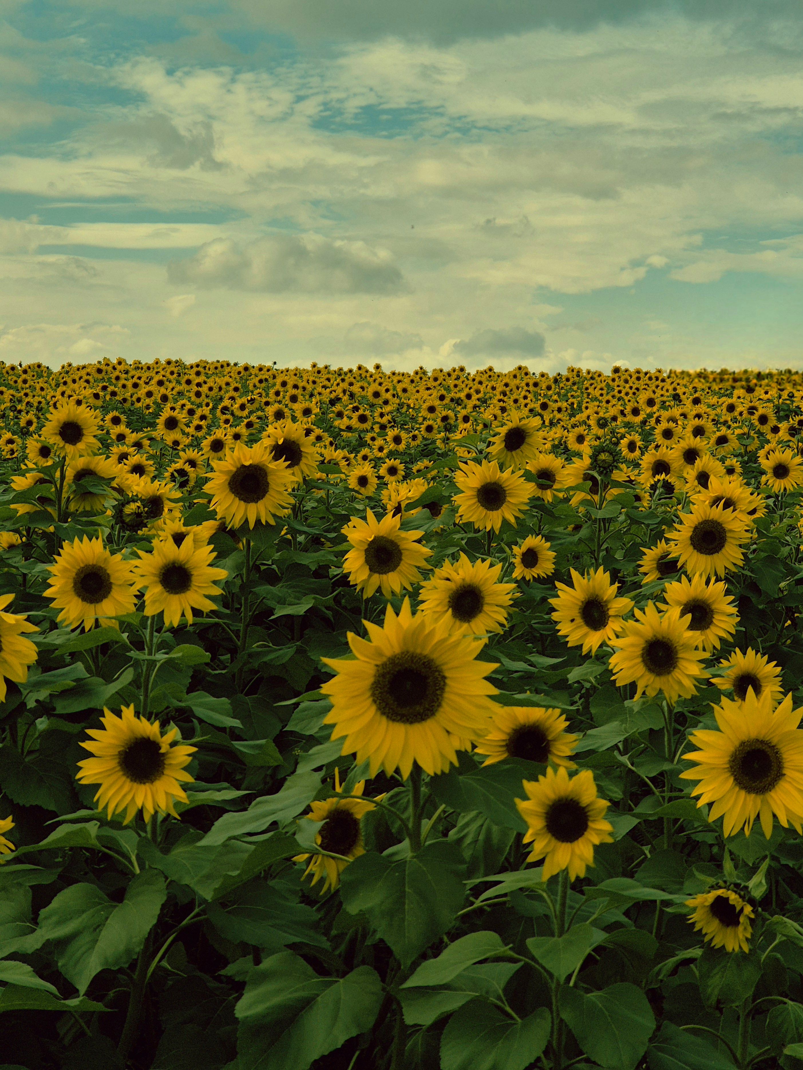 Vast Sunflower Field Under a Cloudy Sky · Free Stock Photo