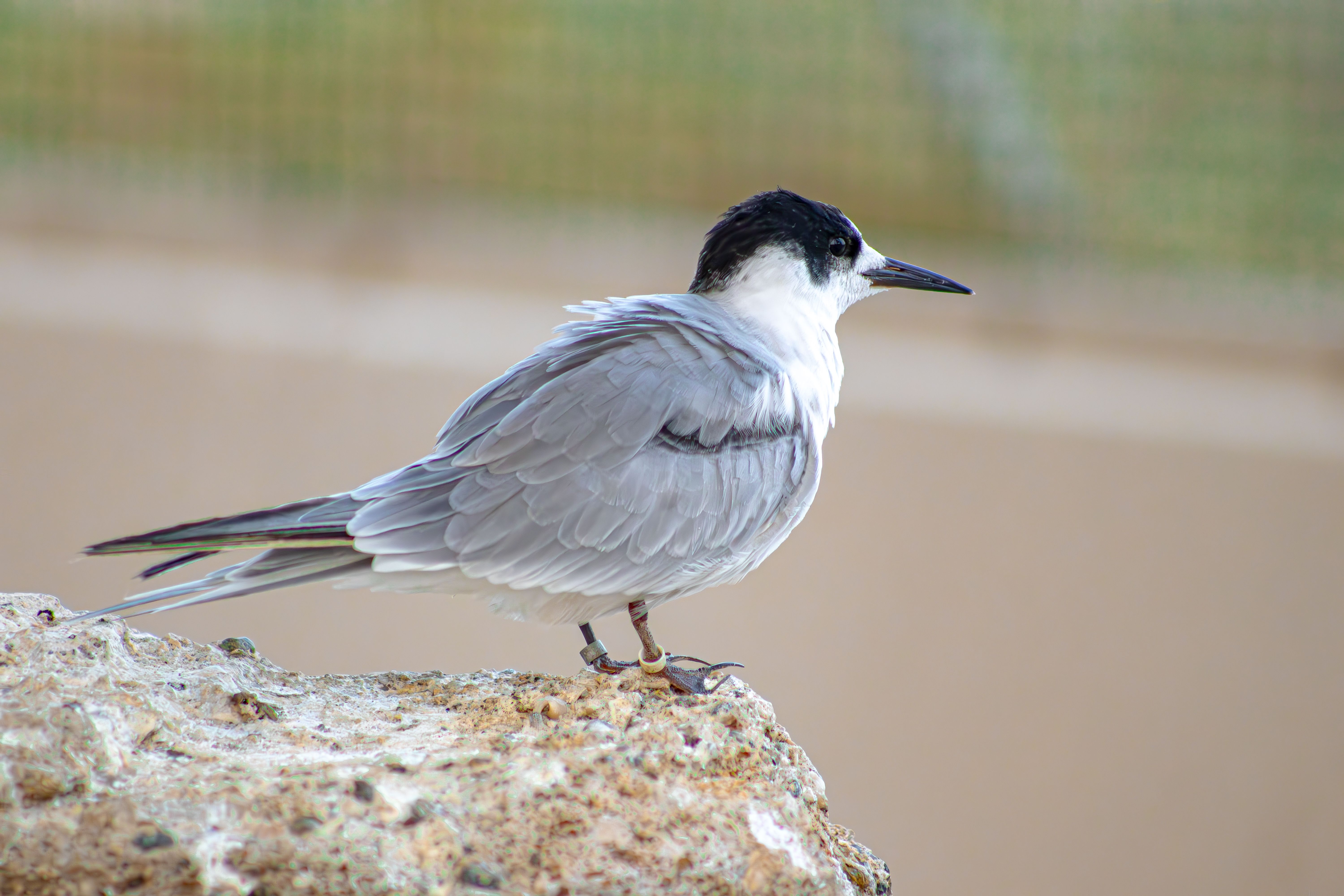 Roseate tern British bird profile