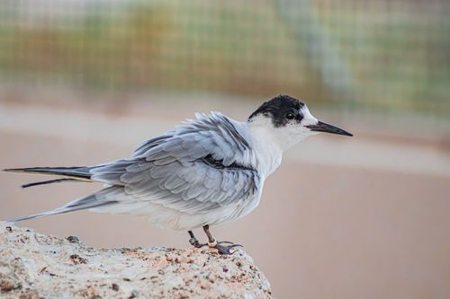 Free Close-up of a Sooty Tern perched on a rock in Khor Kalba, UAE. Stock Photo