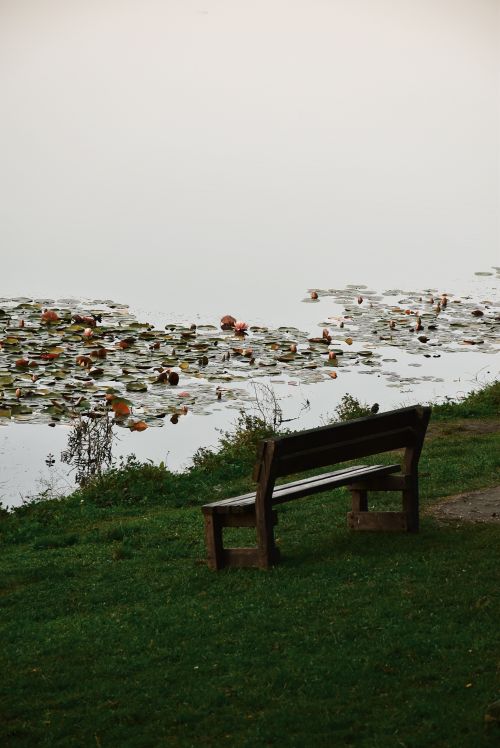 Free Tranquil lakeside scene with empty bench and floating lily pads. Stock Photo