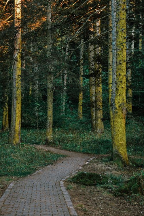 Free A tranquil forest path surrounded by tall sunlit trees, ideal for nature walks. Stock Photo