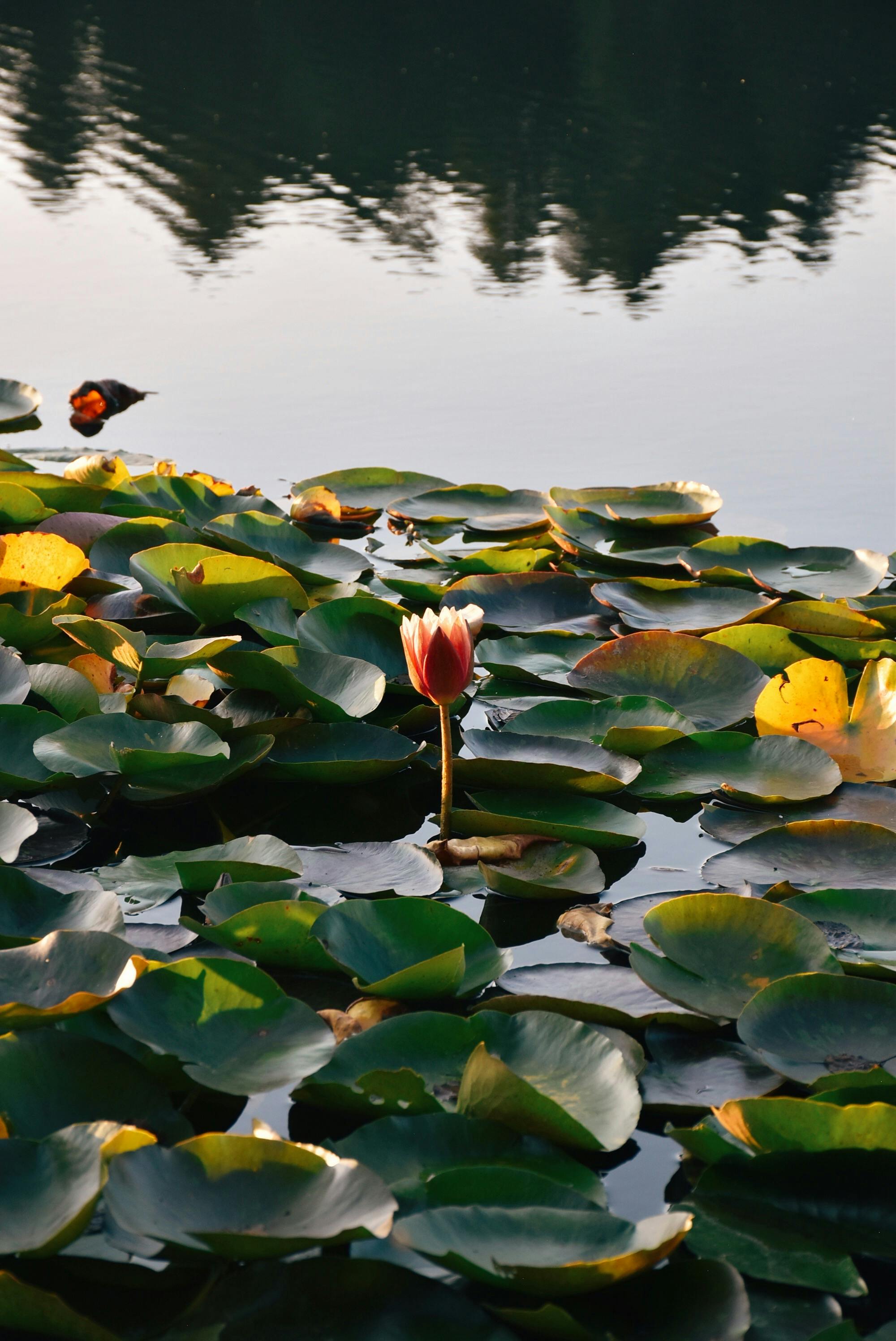 A vibrant water lily amidst lush leaves on a calm lake, reflecting tranquility.