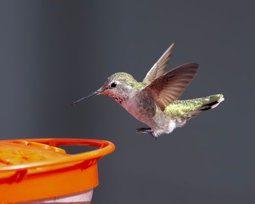Free Close-up of a hummingbird in flight as it approaches a feeder in Wenatchee, WA. Stock Photo