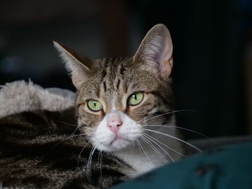 Free Intimate shot of a tabby cat with green eyes resting comfortably indoors. Stock Photo
