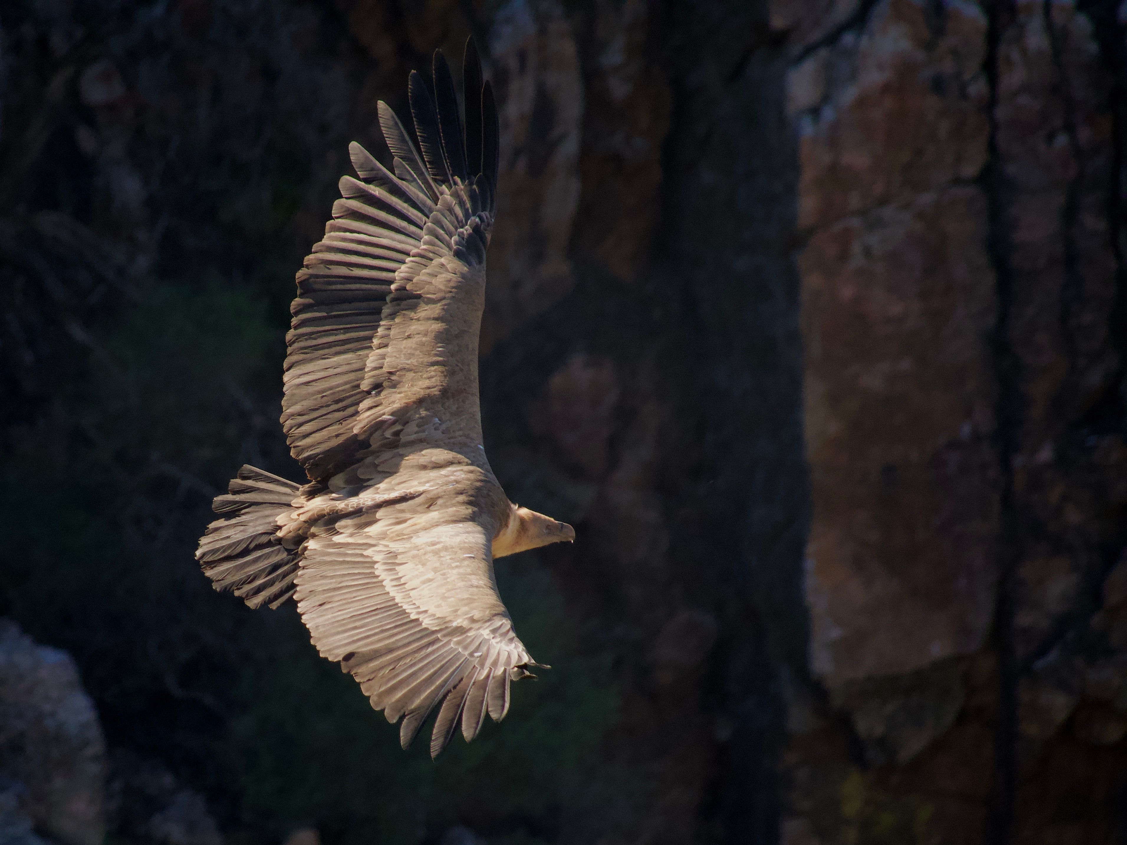 Vautour fauve planant majestueusement au-dessus des falaises calcaires