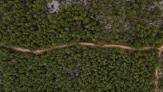 Drone shot of a lush green forest with a dirt path cutting through.