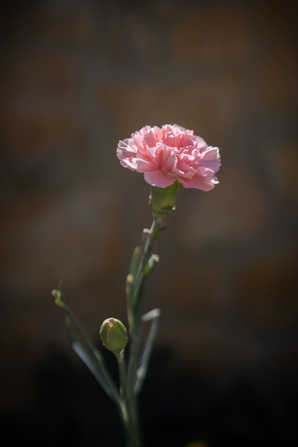 Un Delicado Clavel Rosa En Flor, Suavemente Iluminado Por La Luz ...