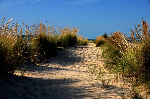 A tranquil sandy pathway leads through tall dune grasses to a blue ocean horizon under a clear sky. Perfect beach getaway.