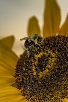 Detailed image of a bumblebee collecting pollen on a sunflower in autumn light.