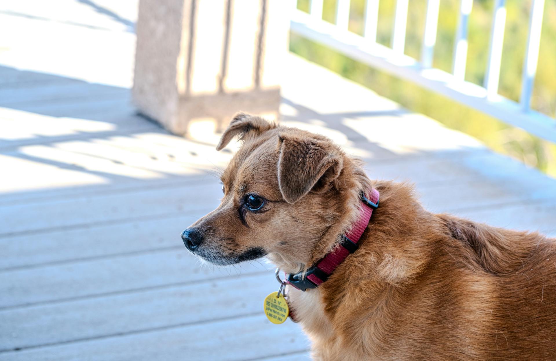 Percy The Dog
