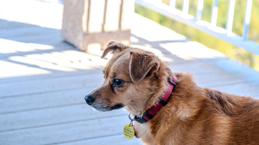 Why Regular Grooming Quietly Extends a Dog's Life