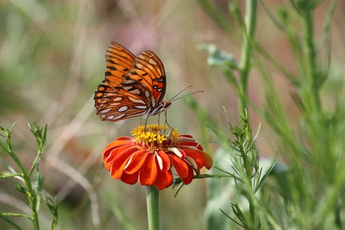 花の蝶のセレクティブフォーカスクローズアップ写真