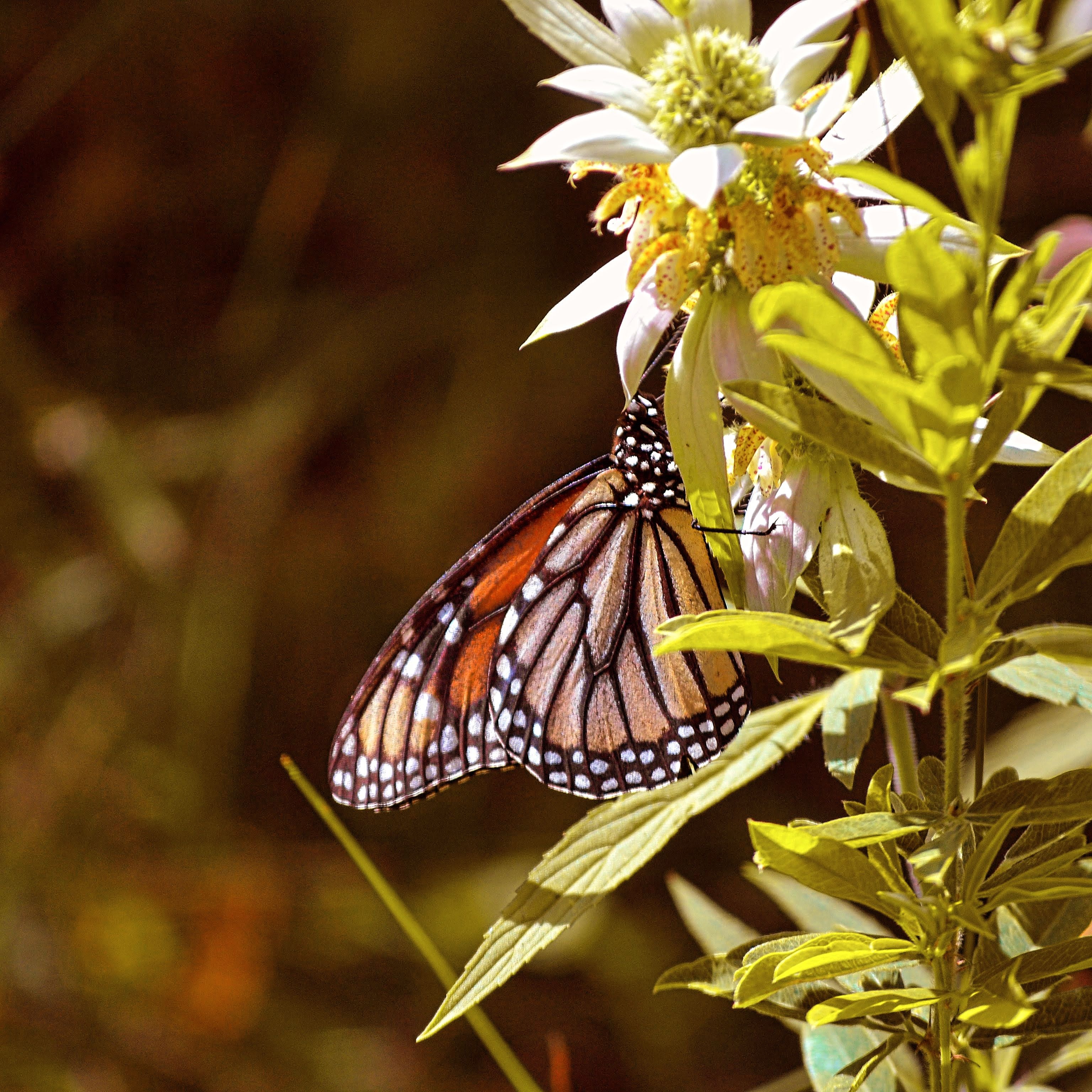 Monarch Butterfly Resting on White Wildflower · Free Stock Photo