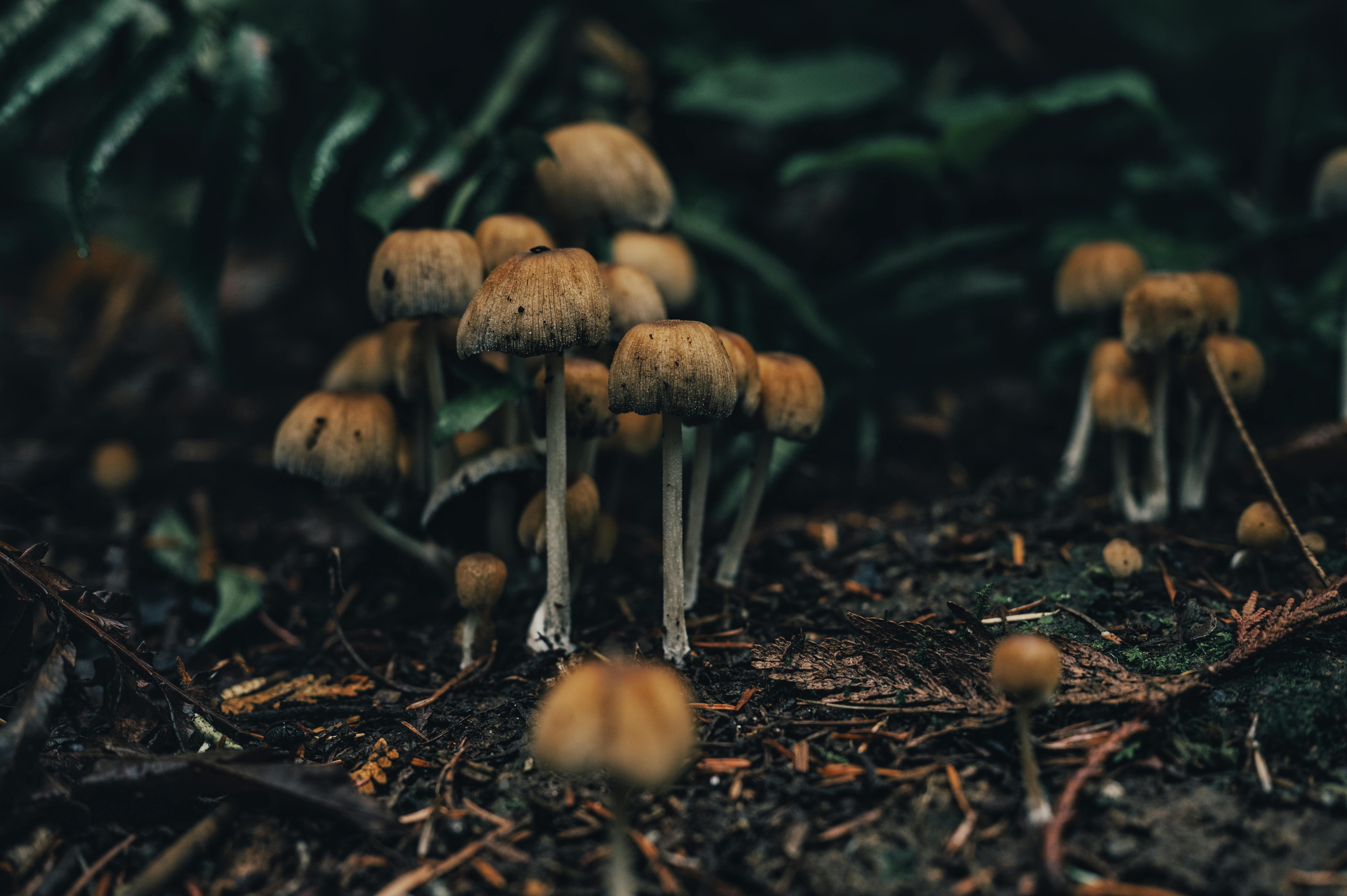 A cluster of wild mushrooms emerging from the forest floor amidst natural foliage.