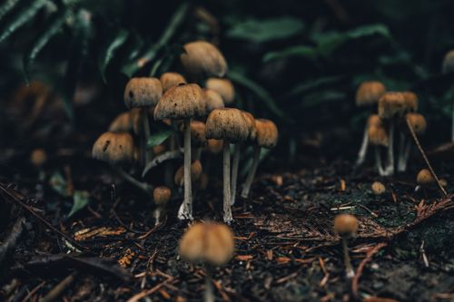 Free A cluster of wild mushrooms emerging from the forest floor amidst natural foliage. Stock Photo
