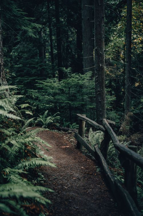 Free A tranquil forest pathway lined with ferns and a rustic wooden fence, perfect for nature walks. Stock Photo