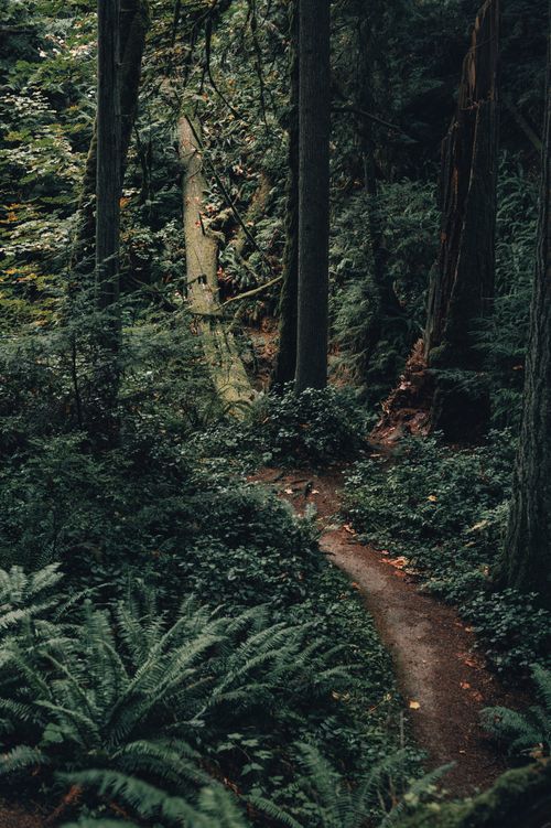 Free Enchanting forest trail winding through lush greenery and towering trees. Stock Photo