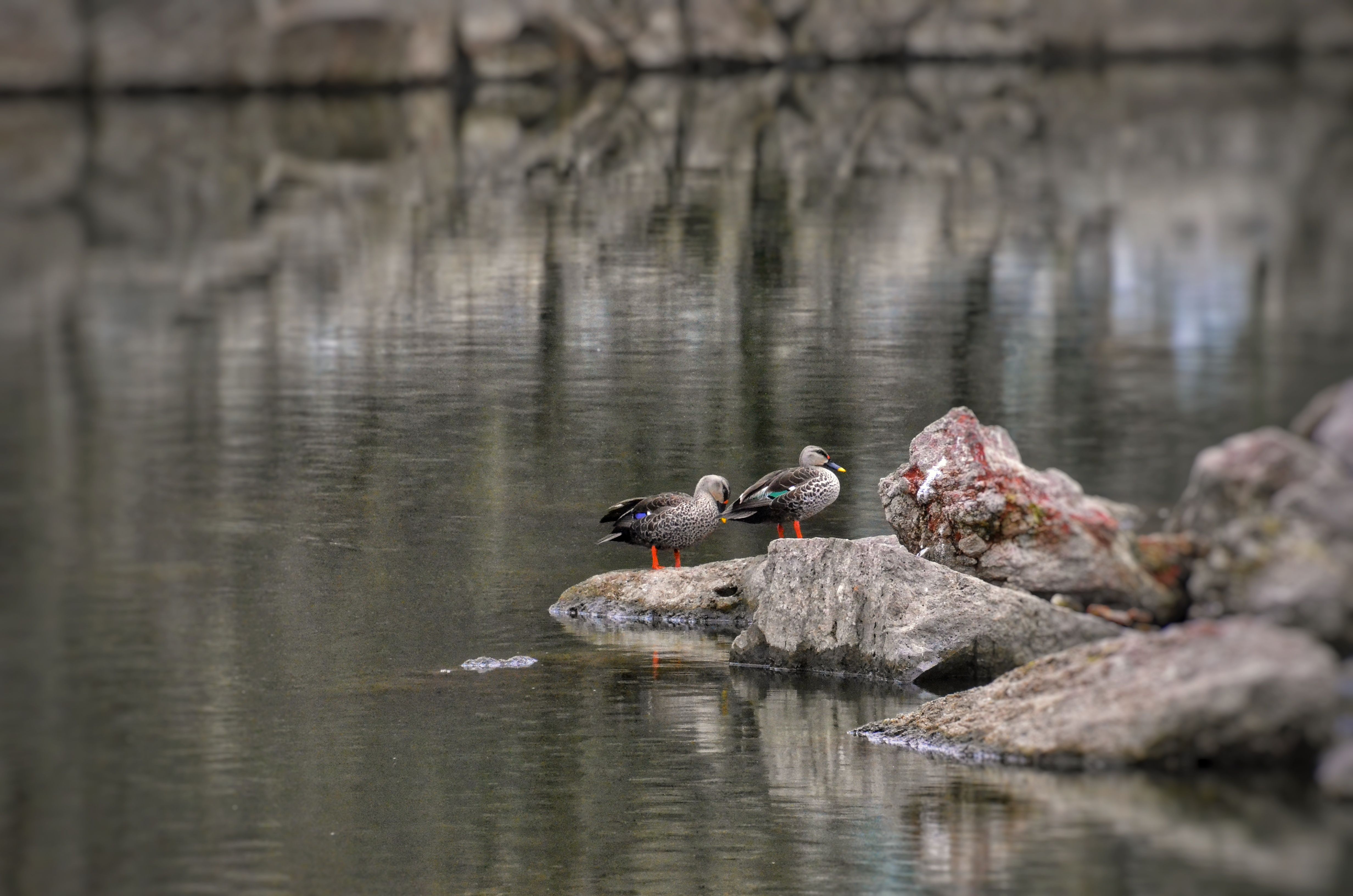 Pair of ducks resting on rocks by a tranquil lake · Free Stock Photo