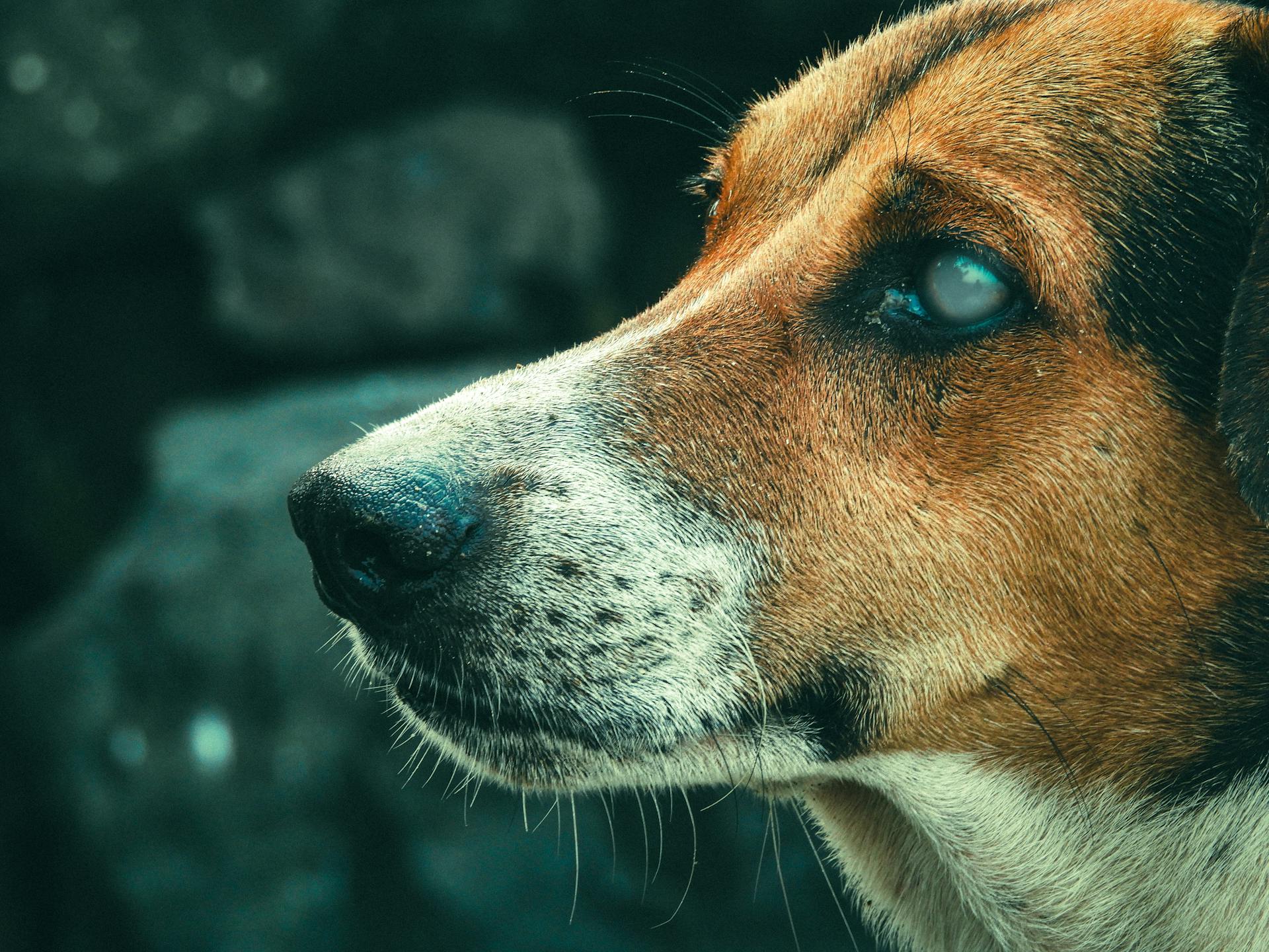 Profile of a Blind Dog at an Indian Beach