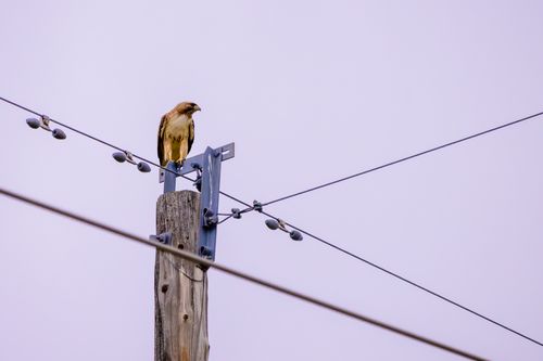 Free A bird perched on a wooden power pole under a clear sky, showcasing urban wildlife interaction. Stock Photo