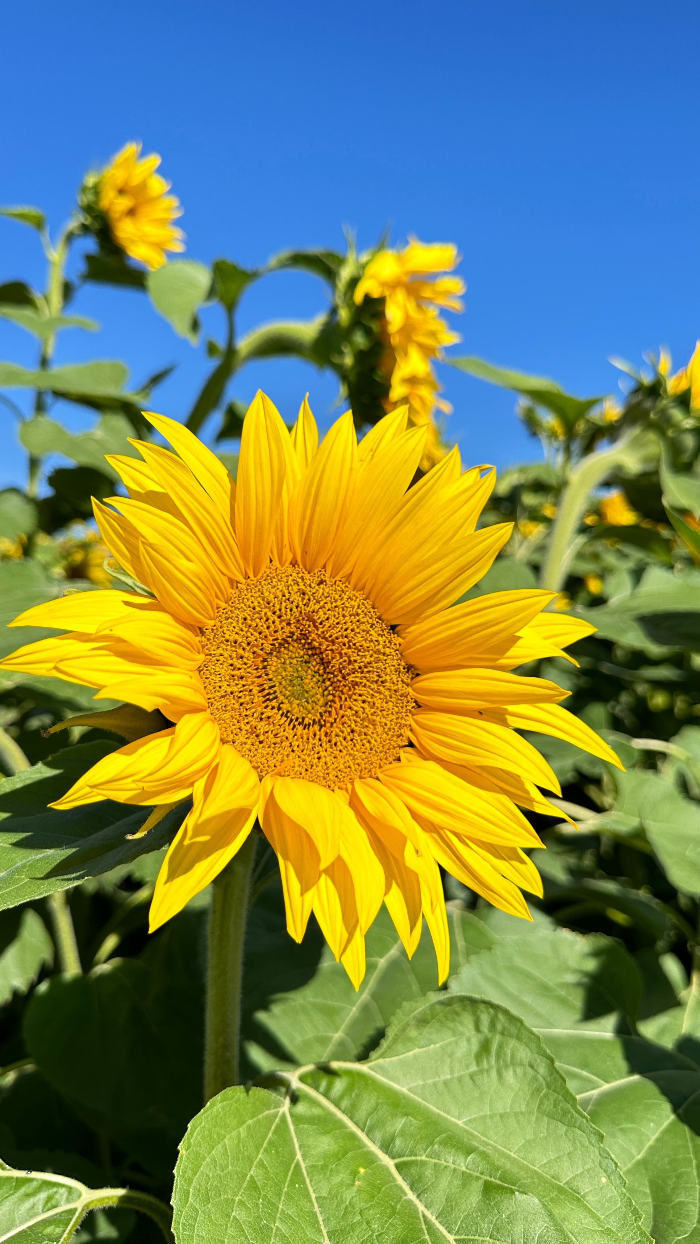 Selective Color of Sunflower · Free Stock Photo