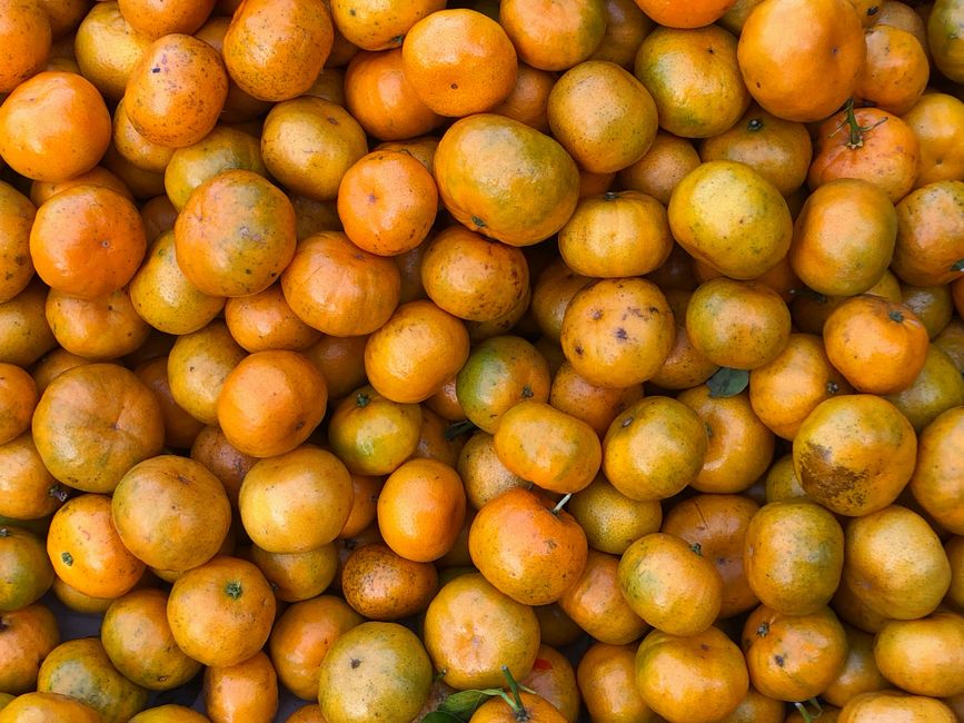 Citrus Fruit Export Requirements Africa: Complete 2026 Guide