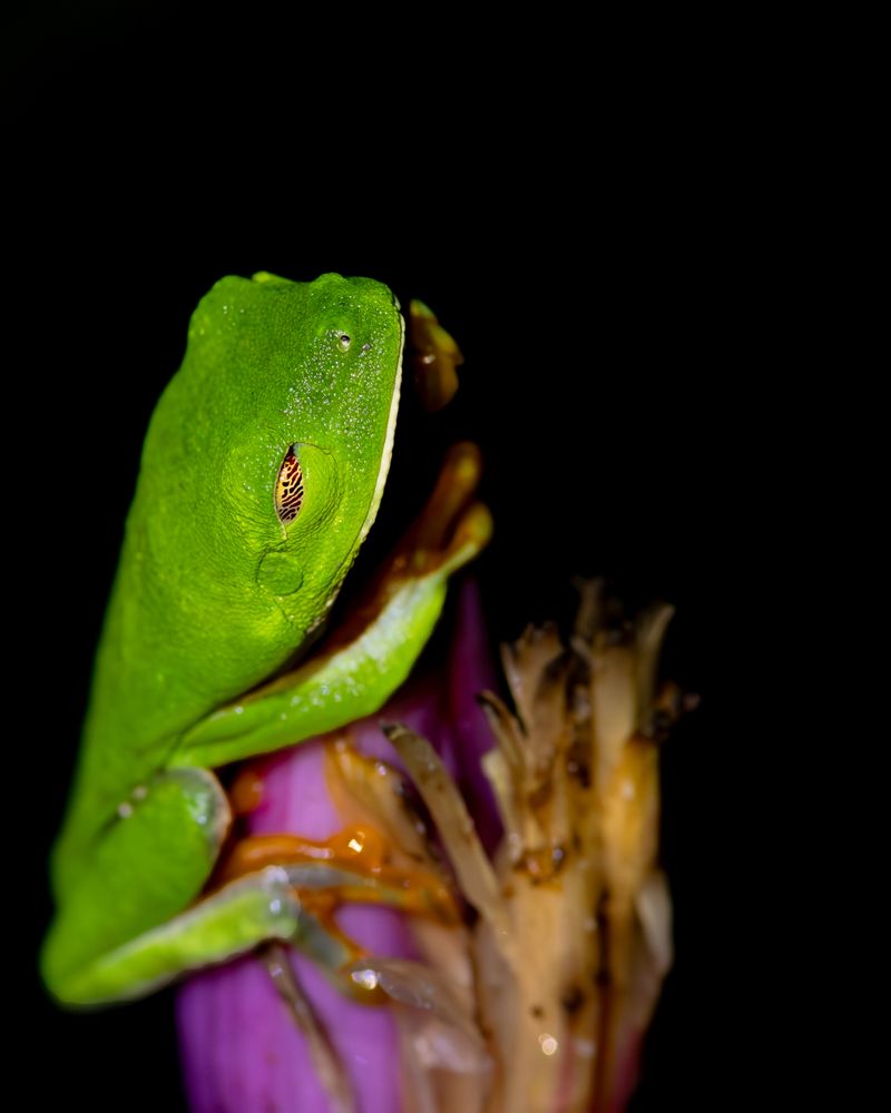 Ranita roja de árbol (Agalychnis callidryas) posada sobre una hoja verde en la selva nocturna