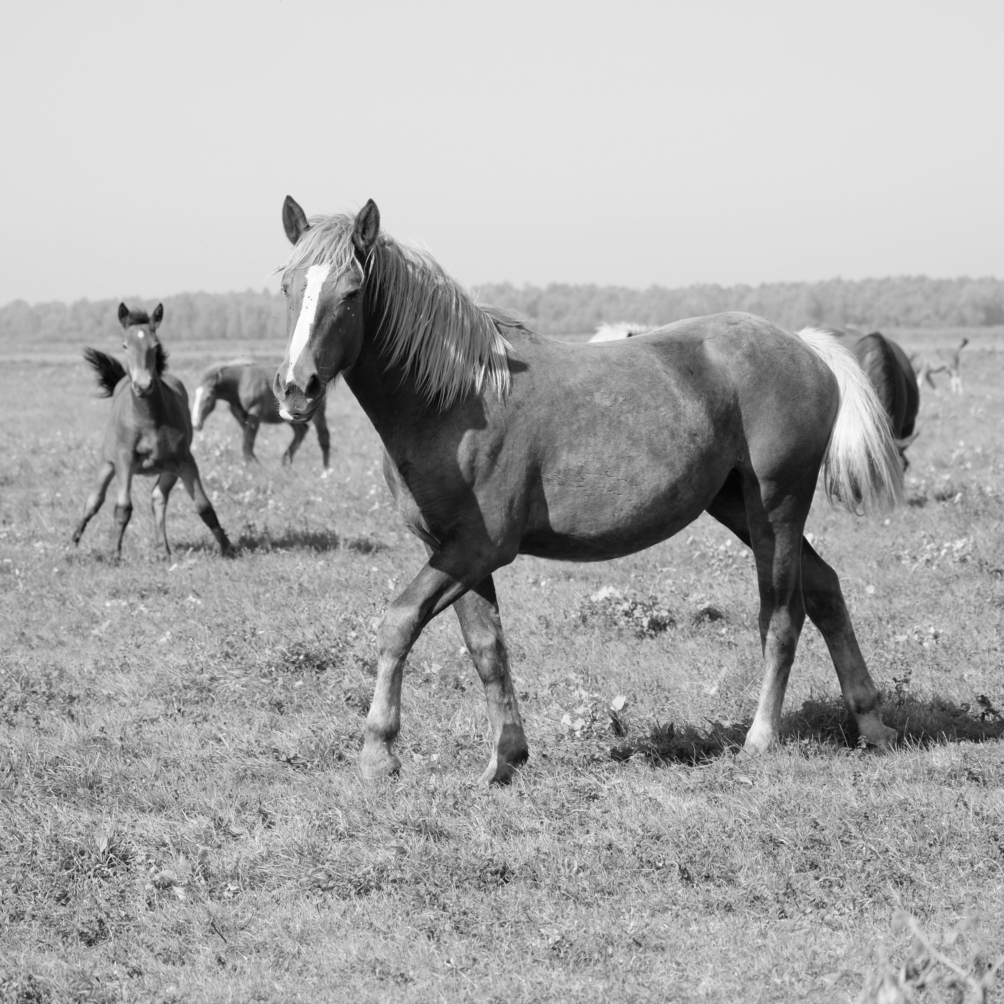 Black and White Horses Grazing in Open Field · Free Stock Photo