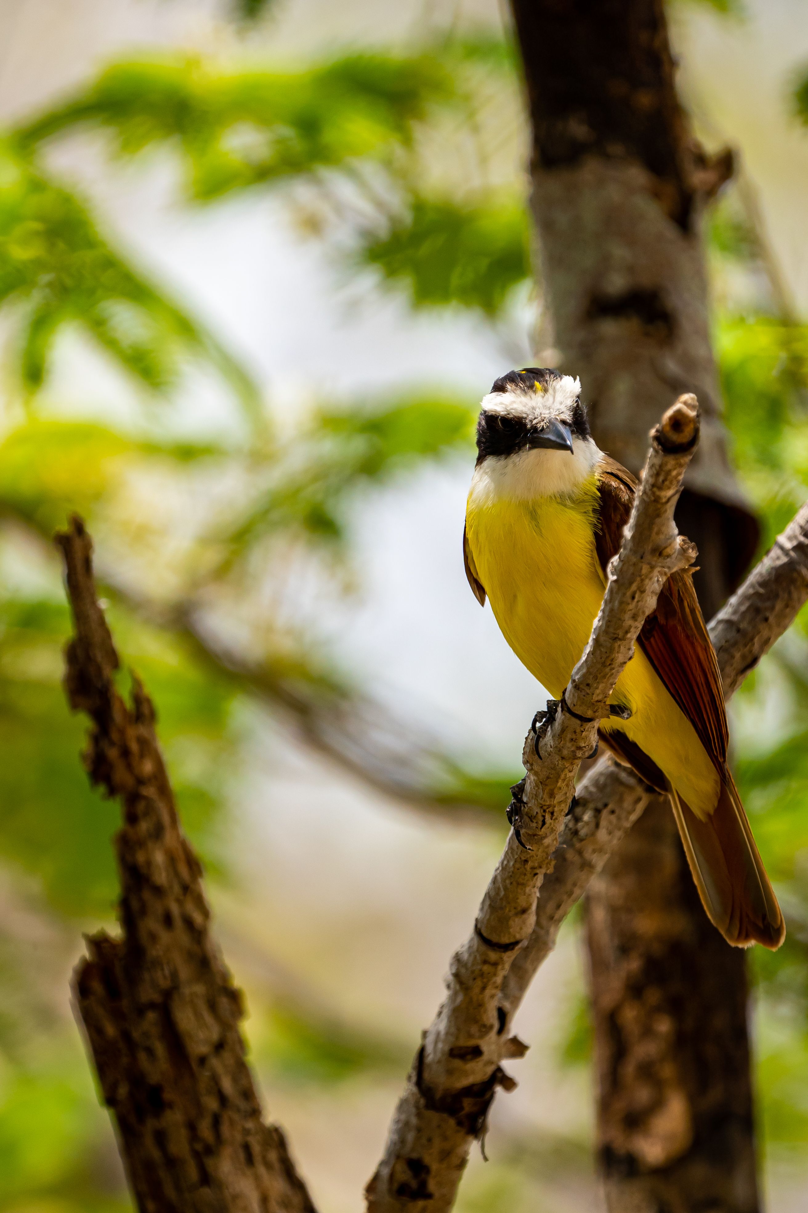 Bright Great Kiskadee bird on a branch amidst lush foliage in Mérida, Mexico.