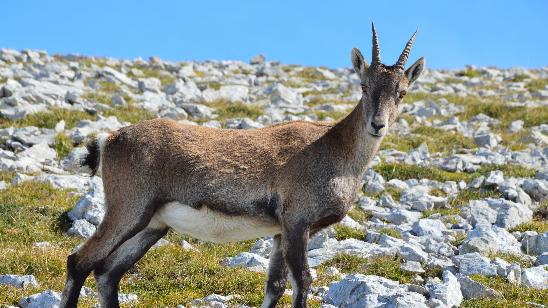 pexels-photo-28656040 Tous les animaux en T que vous devriez connaître