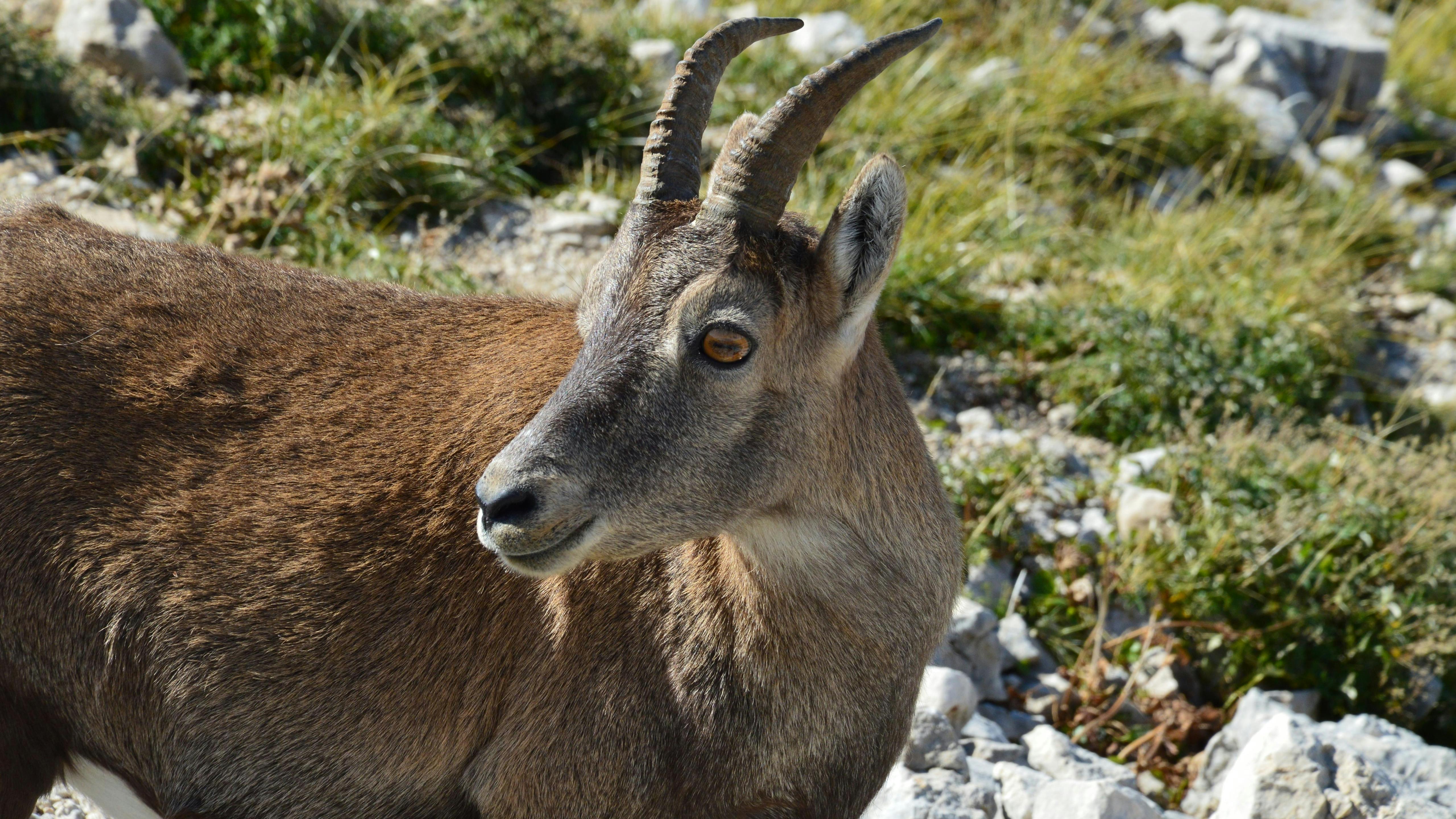 Gratuit Photos gratuites de alpes, alpes françaises, animal Photos