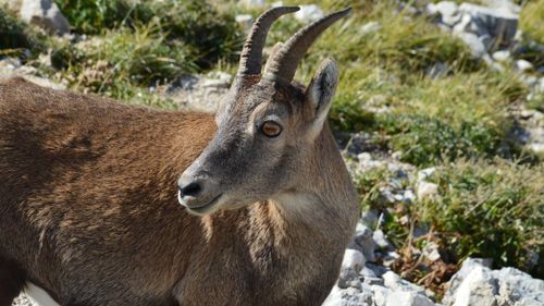 Free A stunning close-up photo of an Alpine ibex in Gresse-en-Vercors, France, showcasing nature's beauty. Stock Photo