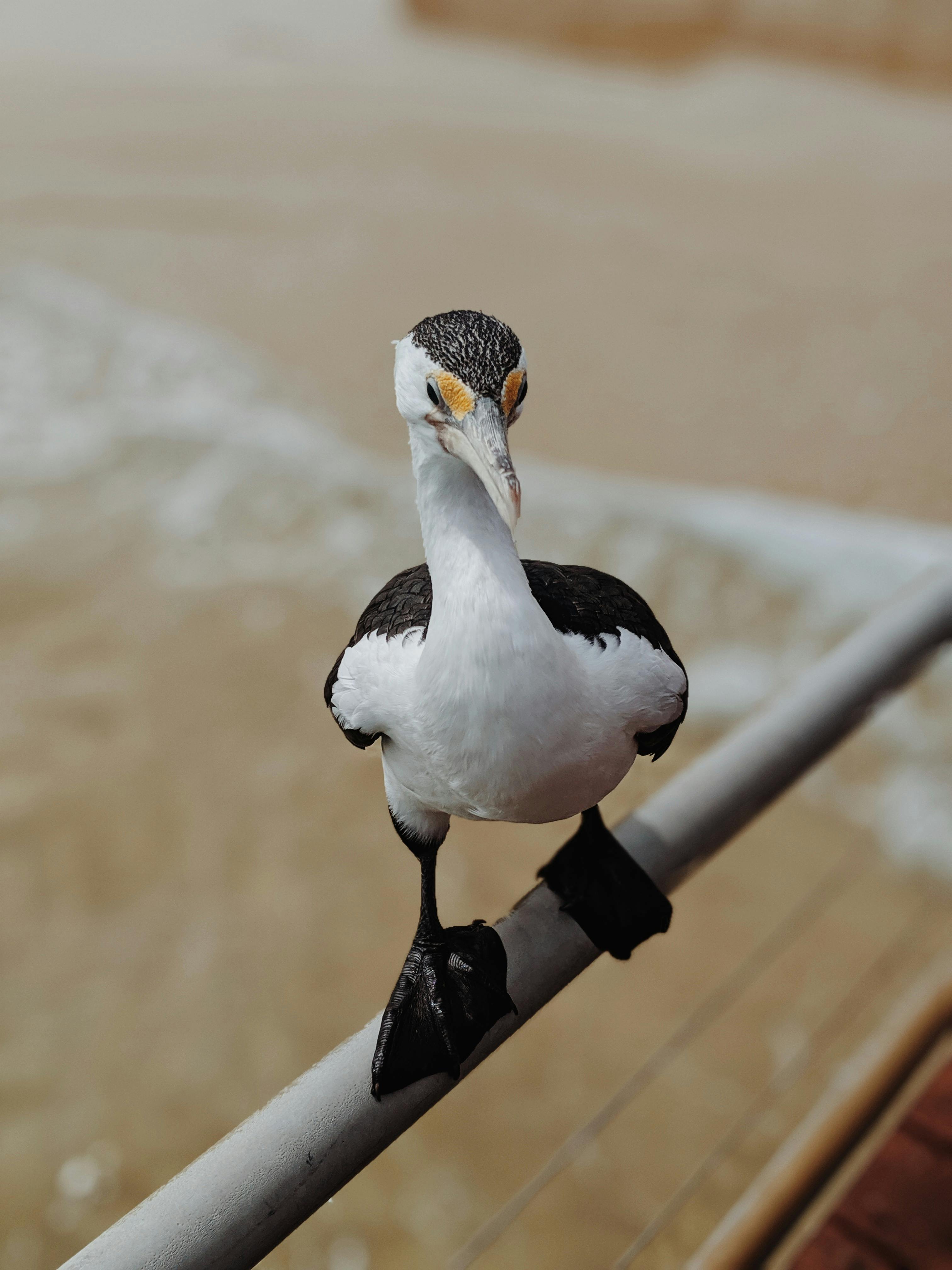 photo of white and black birds