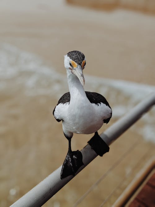 Photo D'oiseaux Blancs Et Noirs