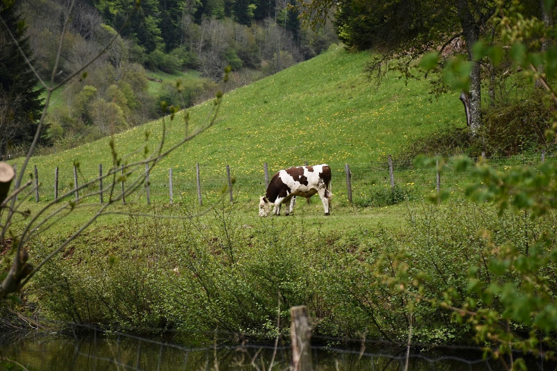 Grazing Cow in Verdant French Countryside