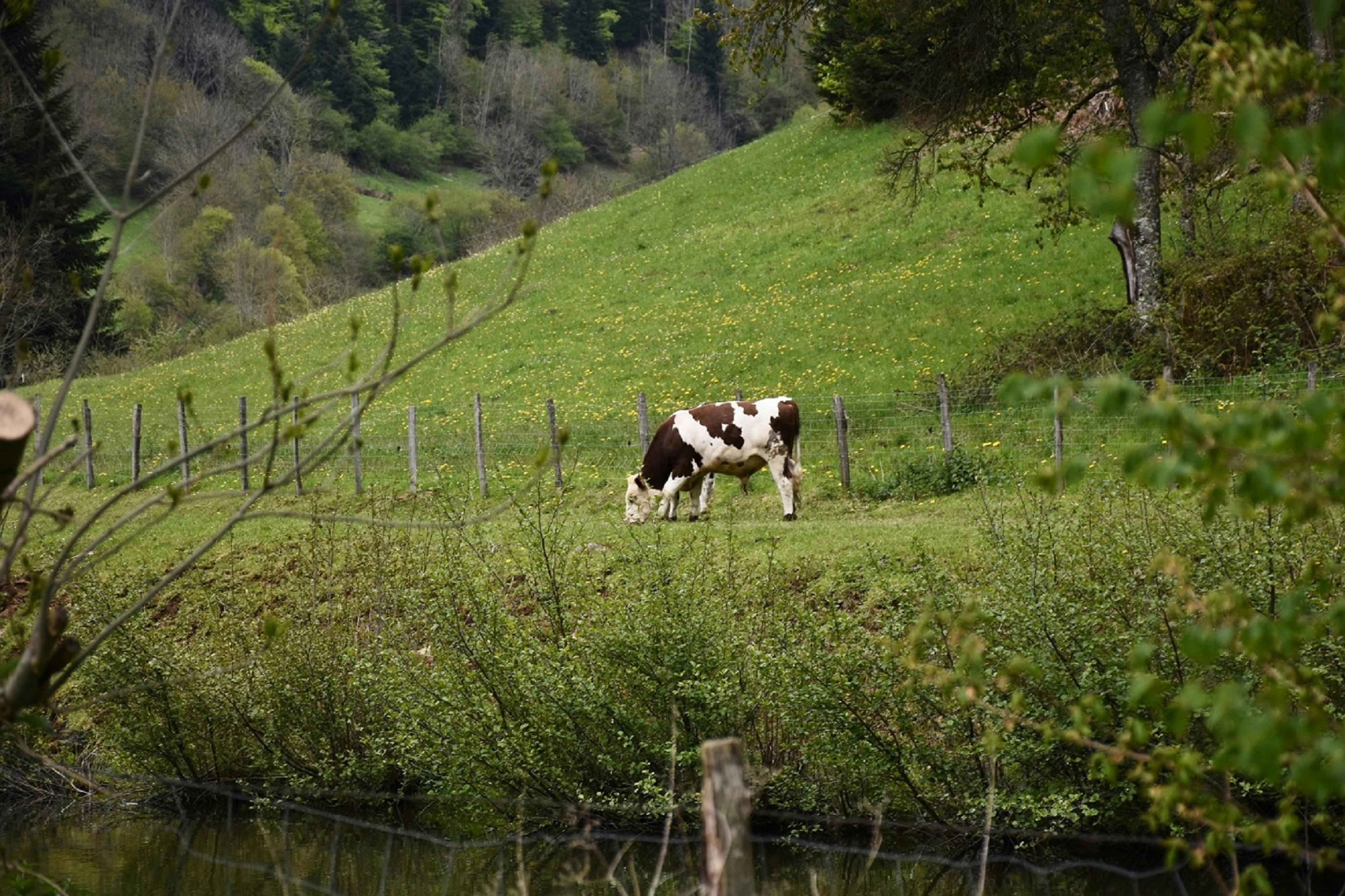 free-photo-of-grazing-cow-in-verdant-french-countryside.jpeg?auto\u003dcompress\u0026cs\u003dtinysrgb\u0026dpr\u003d1\u0026w\u003d500